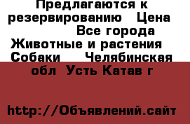 Предлагаются к резервированию › Цена ­ 16 000 - Все города Животные и растения » Собаки   . Челябинская обл.,Усть-Катав г.